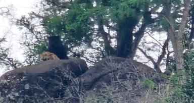 ಹನೂರು: ಲೊಕ್ಕನಹಳ್ಳಿ ಒಡೆಯರಪಾಳ್ಯ ಮಾರ್ಗ ಜೋಡಿ ಚಿರತೆ ಪ್ರತ್ಯಕ್ಷ : ಸಾರ್ವಜನಿಕರಲ್ಲಿ ಭಯ–ಗಾಬರಿ