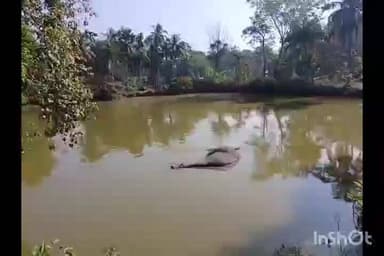 আজাৰা: পলাশবাৰীৰ তিনিআলিৰ কান্দুপুৰত বনৰীয়া হাতীৰ কৰুণ মৃত্যু,11000volt বিদ্যুৎৰ তাৰত লাগি মৃত্যু এটি হাতীৰ