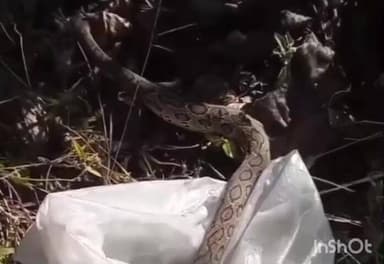 धामपुर: इनायतपुर के जंगल में किसान ने खेत में दिखाई देने पर रसैल वाइपर सर्प का रेस्क्यू कर सुरक्षित स्थान पर छोड़ा