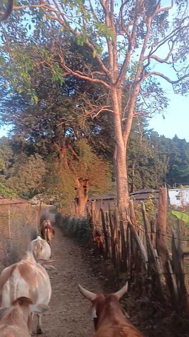 मोदी मारो देश बचाओ
मोदी मरो छत्तीसगढ़ बच्चा