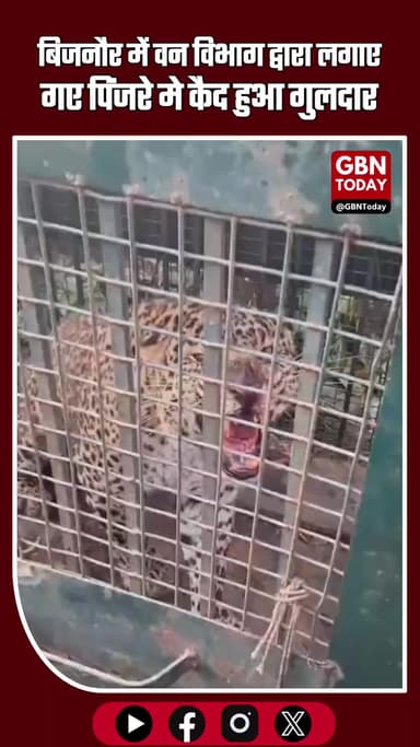 बिजनौर में वन विभाग द्वारा लगाए गए पिंजरे में कैद हुआ गुलदार #BijnorNews #BreakingNews #Wildlife #Guldar #Forest