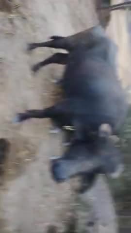 बेल कॉलोनी बिशनपुर में यह भैंस कल रात में छूट गई है जिसकी भी हो जहां से भी हो ले जाएं 9050610328