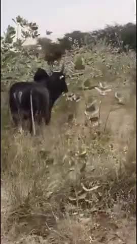 फलौदी: फलोदी जिले में बेसहारा सांड पर अज्ञात असामाजिक तत्वों ने कुल्हाड़ी से किया हमला