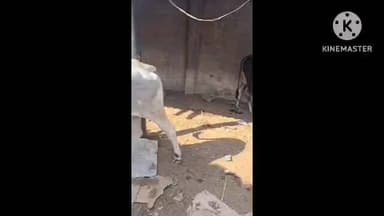 અબડાસા: અબડાસા તાલુકા ના વિંઝાણમાં ગૌવંશ કતલખાનું ઝડપાયું