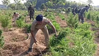 জামপুইজলা: লাঠিয়াছড়া গাঁজা গাছ ধ্বংস অভিযানে পুলিশের সাফল্য