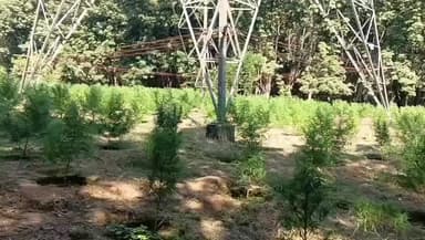 বিশালগড়: ৪০০ ভোল্টের বিদ্যুৎ খুটির নিচে গাঁজা বাগান ধ্বংস করলো বিশ্রামগঞ্জ থানার পুলিশ