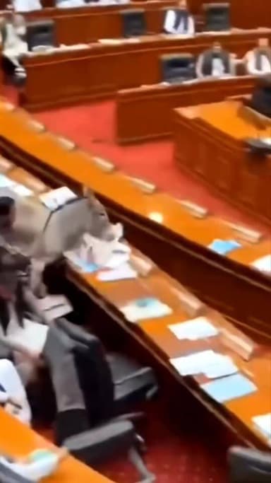 📌পাকিস্তানৰ সংসদ ভৱনত গাধৰ প্ৰবেশ