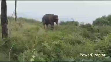 ಗುಂಡ್ಲುಪೇಟೆ: ಗೋಪಾಲಸ್ವಾಮಿ ಬೆಟ್ಟ ಸಮೀಪ ರಸ್ತೆಬದಿಯೇ ನಿಂತ ಗಜರಾಜ...! ಭಕ್ತರ ಮೊಬೈಲ್ ನಲ್ಲಿ ಸೆರೆಯಾಯ್ತು ದೃಶ್ಯ