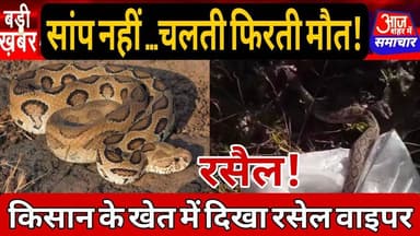 किसान के खेत में दिखा रसेल वाइपर सांप किया रेस्क्यू वीडियो वायरल #asm news