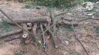 বাঁকুড়া ১: পলাশতলা এলাকায় গাছ কাটা কে কেন্দ্র করে তুমুল উত্তেজনা ছড়ায় যার ফলে দীর্ঘক্ষণ ধরে বিক্ষোভ দেখায় স্থানীয় বাসিন্দারা