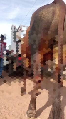 થાનગઢ: તરણેતર ગામે બે ગૌવંશ પર હુમલાના બનાવથી જીવદયા પ્રેમીઓમાં રોષ