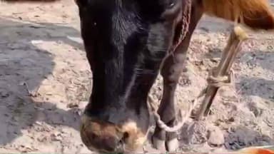 पंडारक: पंडारक प्रखंड के पैठानीचक गांव में पागल गीदड़ का आतंक, दर्जनों पशुओं को काटा, 4 की मौत