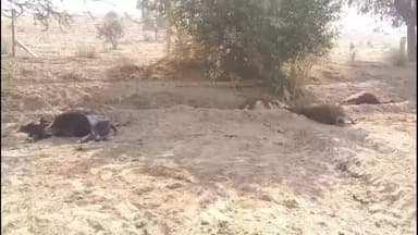 छत्तरगढ़: आरडी 585 स्थित खेत में एकसाथ मृत मिलीं 20 गायें