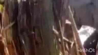 মৰঙী: নুমলীগড়ৰ চুমনিত বন্যহস্তীৰ ত্ৰাস, নিমিষতে বন্যহস্তীয়ে ভাঙি লণ্ডভণ্ড কৰিলে এজন লোকৰ বাসগৃহ