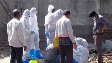 राहाता: साकोरीत डुकरांमध्ये आढळून आला स्वाईन फ्लू..पशु वैद्यकीय पथकाकडून विल्हेवाट मोहीम सुरु...