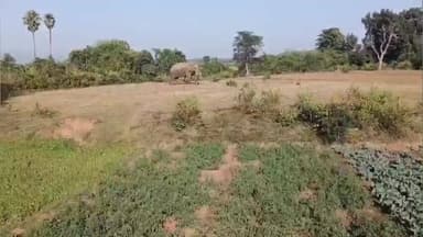 ଦେବଗଡ: ଗୁଣ୍ଡୁରିପୋଷି ଗ୍ରାମରେ ଦନ୍ତାହାତୀ ଉପଦ୍ରବ, ବ୍ୟାପକ ପନିପରିବା ଫସଲ ନଷ୍ଟ