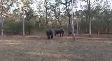 बैकुंठपुर: कोरिया जिले के वन परिक्षेत्र बैकुंठपुर में 11 जंगली हाथी कर रहे हैं विचरण