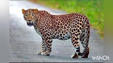 श्रीरामपूर: उंदीरगाव येथे बिबट्या जेरबंद