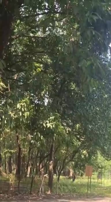 👉Rhino Chases Jeep, Manas National Park, Assam
#RhinoCharge
#rhinos
#wildanimals
#wildlife