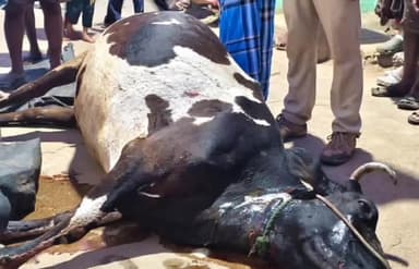 ಚಾಮರಾಜನಗರ: ಹೆಗ್ಗೊಠಾರದಲ್ಲಿ ಮೇಯಲು ಹೋದ ಹಸುವಿನ ಮೇಲೆ ಚಿರತೆಗೆ ದಾಳಿ: ರೈತರಲ್ಲಿ ಭೀತಿ ವಾತಾವರಣ