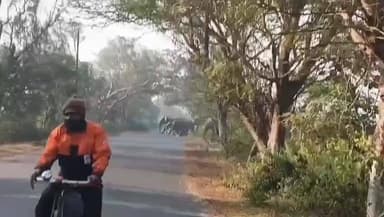 ଅନୁଗୋଳ: ଗଣ୍ଠିଗାଡିଆ ଗ୍ରାମ ନିକଟରେ ହାତୀ ପଲ; ଯାତାୟାତ ବାଧାପ୍ରାପ୍ତ