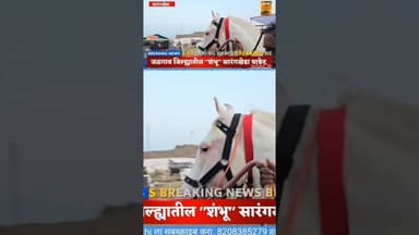 जळगावचा "शंभू"सारंगखेडा यात्रेत #k10news #chetakfestivalsarangkheda #viralvideo