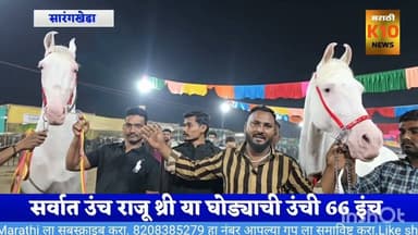 सारंगखेडा अश्व नृत्य स्पर्धेत राजू थ्री व कृष्णराज घोड्यांची एन्ट्री, सर्वात उंच घोडा राजू थ्री