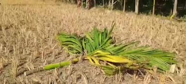 মাদারিহাট: রবিবারও আতঙ্কে কাটাচ্ছেন শনিবার রাতে হাতির হানায় ক্ষতিগ্রস্ত মাদারিহাটের খয়েরবাড়ির বাসিন্দারা