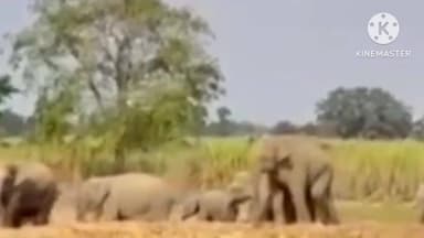 ডিফু: খেৰণিত সন্ত্ৰাস সৃষ্টি কৰি অহাছ হাতীৰ আক্ৰমণত নিহত হোৱা ভুক্তভোগী পৰিয়ালৰ কাষত উপস্থিত প্ৰাক্তন সাংসদ