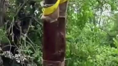 ધરમપુર: માર્ગ મકાન વિભાગ દ્વારા ધરમપુર રોડ પર માર્ગ નિર્માણની કામગીરીને લઈ નડતર રૂપ વૃક્ષોને પ્રતિરોપણ કરાયા