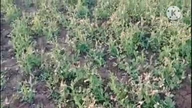 पाली: ग्राम डोंगरा कलां निवासी ग्रामीण का आरोप, नामजद खाद एवं कीटनाशक विक्रेता द्वारा दी गई गलत दवा के कारण फसल हुई नष्ट