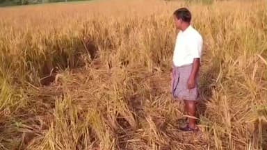 బంగారం ఆటలో వరి పంటని నాశనం చేస్తున్న పందులు ,రైతుల ఆవేదన