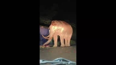 ദേവികുളം: മൂന്നാറിലെ ജനവാസ മേഖലയിൽ ഇറങ്ങി നാശം വരുത്തി കാട്ട് കൊമ്പൻ പടയപ്പ, ദൃശ്യങ്ങൾ പുറത്ത്