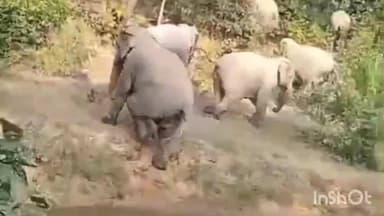 मनेंद्रगढ़ के बिहारपुर रेंज में 11 हाथियों का दल सक्रिय, चपलीपानी जंगल में कर रहा है विचरण