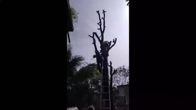 തൊടുപുഴ: കുമാരമംഗലം ഉരിയരിക്കുന്നിൽ മരത്തിന് മുകളിൽ കുടുങ്ങിയ തൊഴിലാളിയെ അഗ്നിശമന സേന സാഹസികമായി രക്ഷപെടുത്തി