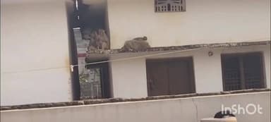 అశ్వారావుపేట: కోతులను తరిమి కొట్టిన వారికే సర్పంచ్ గా గెలిపించుకుంటామంటూ ములకలపల్లి మండలం మాదారంలోని వెలిసిన ఫ్లెక్సీలు