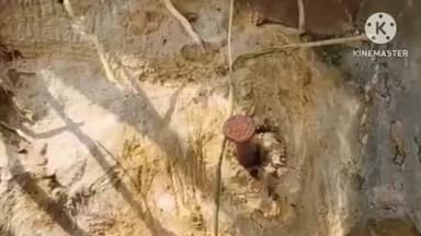 বোকাখাত: কাজিৰঙাত গছত গজাল মাৰি চি চি টি ভি কেমেৰা লগোঁৱা সন্দৰ্ভত অসম জাতীয়তাবাদী যুৱ ছাত্ৰ পৰিষদৰ মন্তব্য