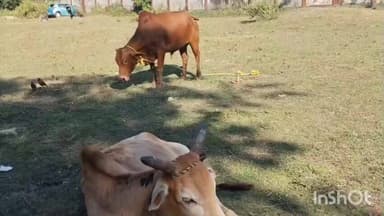 বিশ্বনাথ: বিহালীত আৰক্ষীৰ অভিযানত পুনৰ অবৈধ ভাৱে সৰবৰাহ কৰা গৰু ভৰ্তি কণ্টেনাৰ বাহন জব্দ