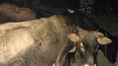 दिघलबैंक: सिंघीमारी में एसएसबी जवानों ने तस्करी के 15 मवेशी ज़ब्त किए, अज्ञात तस्कर पर मामला दर्ज