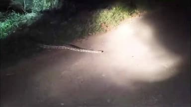 சங்கராபுரம்: அரசம்பட்டு கிராமத்தில் சாலையைக் கடந்த மலைப் பாம்பை பிடித்து காப்புக்காடு பகுதியில் விட்ட பாம்பு பிடி வீரர்