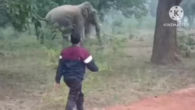 बलौदा: छाता जंगल में पहुंचा हाथी, कल डोंगीपेंड्री गांव के अंदर पहुंचा था, ग्रामीणों में दहशत, वन अमला अलर्ट