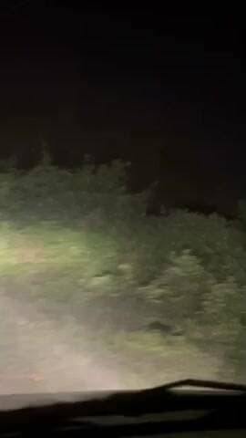 બારડોલી: બમરોલીના ખેડૂતે ખેતરે જતા હતાં ત્યારે રસ્તાની બાજુમાં ઝાડી પાસે એક દિપડો રખડતા શ્વાન નું મારણ કરતો વિડિયો વાયરલ કર્યો