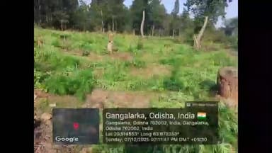 ଫୁଲବାଣୀ ସହର: ଗଛପଡା ଥାନା ଅଞ୍ଚଳରେ 153ଏକର ଗଞ୍ଜେଇ ଗଛ କୁ କାଟି ନଷ୍ଟ କରିଛନ୍ତି ପୁଲିସ