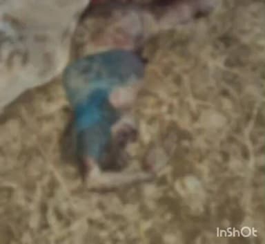 कटघोरा: पासान क्षेत्र में हाथी के हमले में 80 वर्षीय महिला की मौके पर दर्दनाक मौत