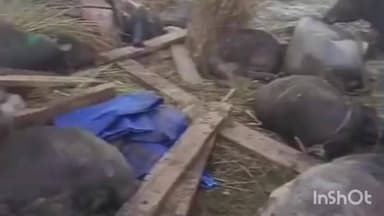 एटा: बाबली के पास संदिग्ध परिस्थितियों में पलटी कैंटर, 20 पशुओं की हुई मौत, कई घायल, 5 लोग भी हुए घायल