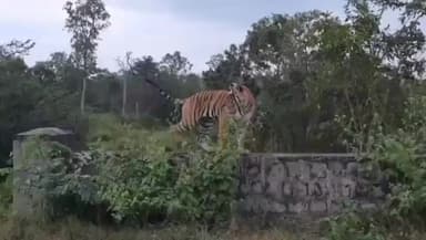 ಶ್ರೀರಂಗಪಟ್ಟಣ: ಪಟ್ಟಣದ ಗಡಿಭಾಗದಲ್ಲಿ ಭಾರೀ ಗಾತ್ರದ ಹುಲಿ ಪ್ರತ್ಯಕ್ಷ,,ಜನರಲ್ಲಿ ಹೆಚ್ಚಿಸದ ಆತಂಕ