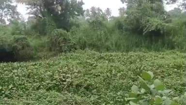 ஏரல்: வாழவள்ளான் ஆற்றில் செடிகளை அகற்ற விவசாயிகள் கோரிக்கை