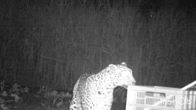 शिराळा: शिराळ्यातील कापरी येथे बिबट्याची आणि तिच्या चिमुकल्या पिलांची भेट घडवून आणण्यासाठी वनविभागाची धडपड