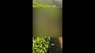 ദേവികുളം: മൂന്നാറിൽ വീണ്ടും കടവയുടെ ആക്രമണം, ലോക്കാട് ഫാക്ടറി ഡിവിഷനിൽ വളർത്ത് പശുവിനെ കൊന്നു