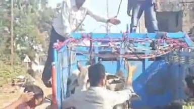 राजपुर: राजपुर पुलिस ने अवैध गोवंश परिवहन पर की बड़ी कार्रवाई